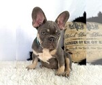 Small #2 French Bulldog