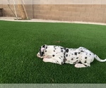 Small Photo #5 Great Dane Puppy For Sale in MARICOPA, AZ, USA