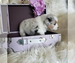 Small #18 Australian Shepherd