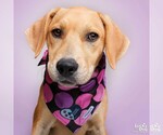 Small #1 Labrador Retriever-Retriever  Mix
