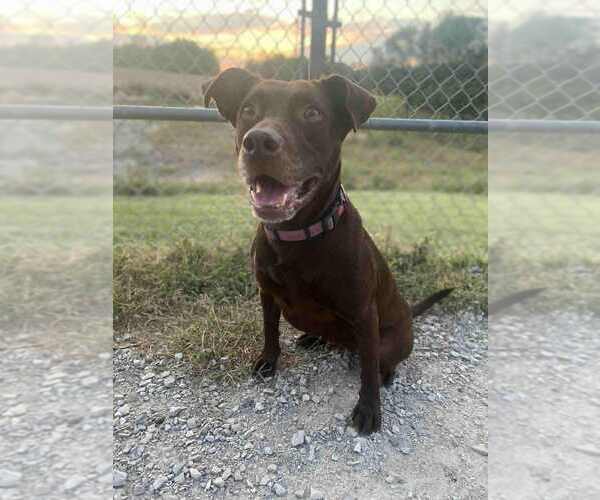 Medium Photo #4 Labrador Retriever-Unknown Mix Puppy For Sale in Evansville, IN, USA