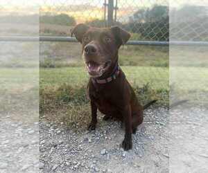Stella Grace - Female Labrador Retriever-Unknown Mix Dog for Adoption - Photo #4