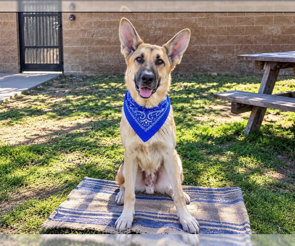 Medium Photo #1 German Shepherd Dog Puppy For Sale in Orange, CA, USA