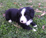 Puppy Puppy 3 Male Bordernese