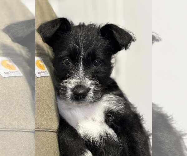 Medium Photo #2 Mutt Puppy For Sale in Turlock, CA, USA