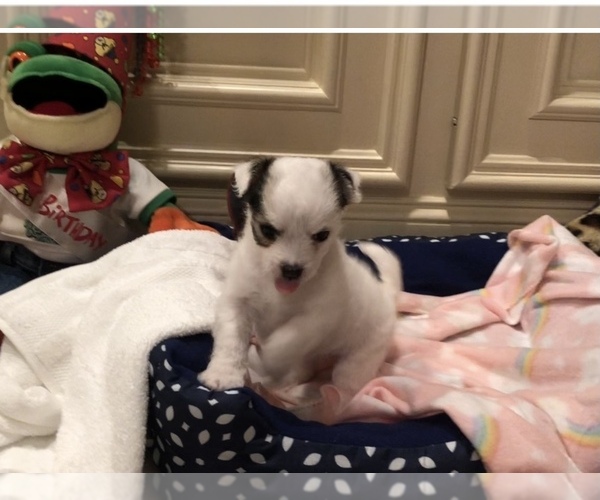 Medium Photo #1 Chihuahua Puppy For Sale in HOUSTON, TX, USA