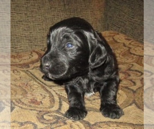Medium Photo #1 Aussie-Poo-Aussiedoodle Mix Puppy For Sale in LINCOLN, AL, USA