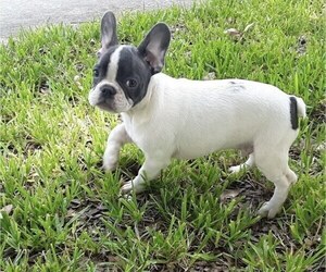 French Bulldog Puppy for sale in AVON PARK, FL, USA
