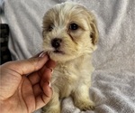 Small Photo #6 Maltipoo Puppy For Sale in CHARLOTTE, NC, USA