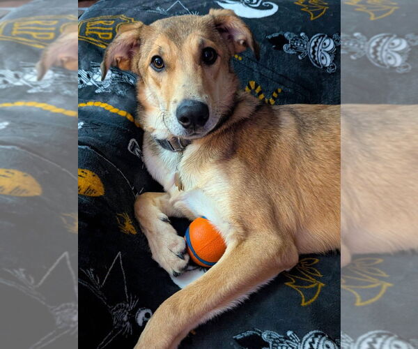 Medium Photo #5 Mutt Puppy For Sale in Evansville, IN, USA