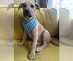 Small #18 Labrador Retriever Mix