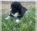 Small #3 Australian Shepherd