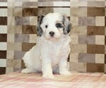 Small #4 Bernedoodle (Miniature)