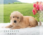 Small #5 Golden Retriever