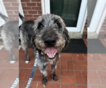 Small #1 Irish Wolfhound Mix