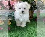 Small #1 Maltese
