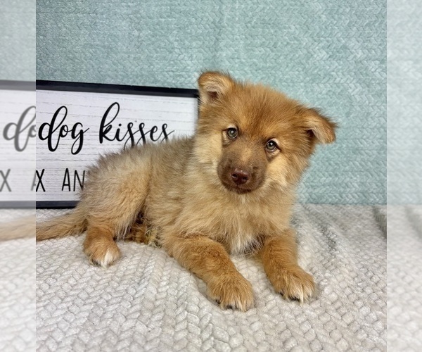Medium Photo #5 Pomsky Puppy For Sale in FRANKLIN, IN, USA