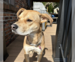 Small #4 Labrador Retriever-Staffordshire Bull Terrier Mix