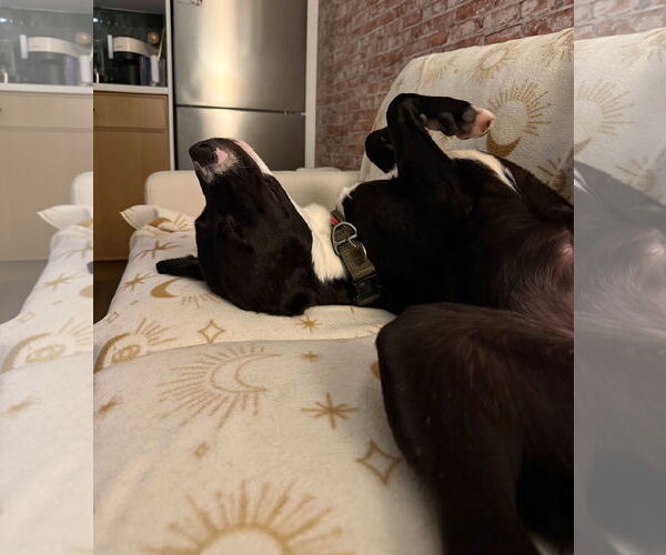 Medium Photo #8 Labrador Retriever-Unknown Mix Puppy For Sale in Oakhurst, NJ, USA