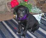 Puppy 7 Labrador Retriever-Unknown Mix