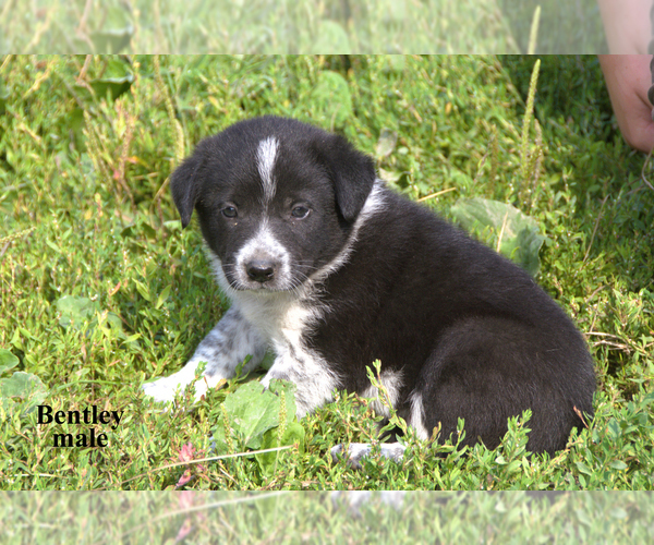 Medium Photo #16 Border-Aussie Puppy For Sale in CLARE, MI, USA