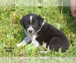 Small #15 Border-Aussie