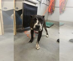 Presa Canario-Unknown Mix Dogs for adoption in Camarillo, CA, USA