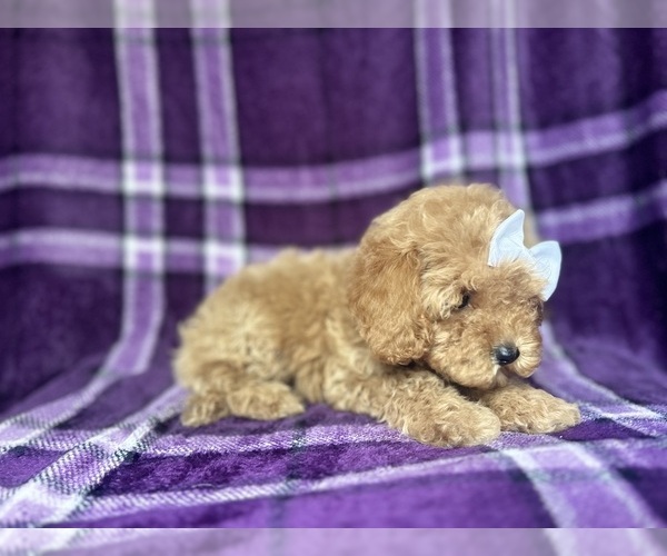 Medium Photo #2 Cock-A-Poo Puppy For Sale in LAKELAND, FL, USA
