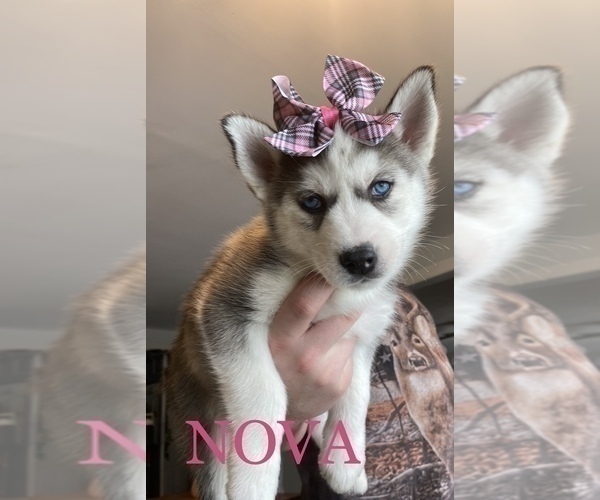 Full screen Photo #1 Siberian Husky Puppy For Sale in ALBION, IN, USA