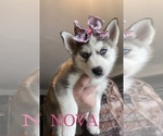 Small Photo #1 Siberian Husky Puppy For Sale in ALBION, IN, USA