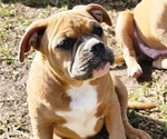 Puppy Annie American Bully