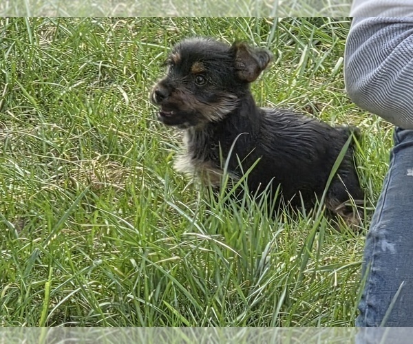 Medium Photo #6 Yorkshire Terrier Puppy For Sale in HUDDLESTON, VA, USA