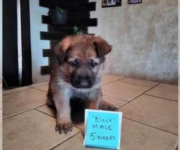 Medium Photo #3 German Shepherd Dog Puppy For Sale in CORINTH, KY, USA