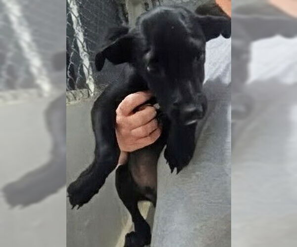 Medium Photo #2 Labrador Retriever Puppy For Sale in garner, NC, USA