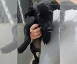 Small #1 Labrador Retriever