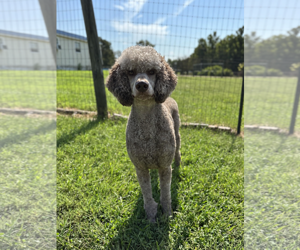 Medium Photo #5 Poodle (Standard) Puppy For Sale in Pacolet, SC, USA