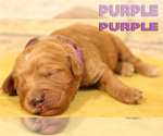 Small Photo #5 Goldendoodle Puppy For Sale in OAK LAWN, IL, USA