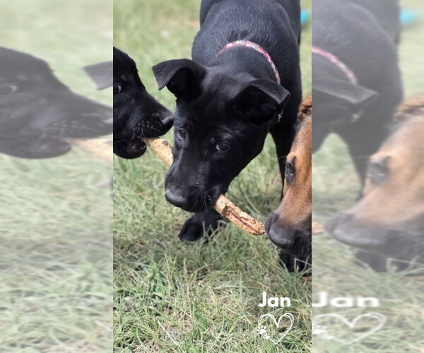 Medium Photo #2 American Pit Bull Terrier-German Shepherd Dog Mix Puppy For Sale in Monte Vista, CO, USA