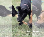 Small #1 American Pit Bull Terrier-German Shepherd Dog Mix