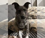 Small #1 Catahoula Leopard Dog Mix