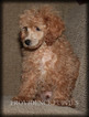 Small Photo #33 Poodle (Miniature) Puppy For Sale in COPPOCK, IA, USA