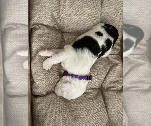 Medium Photo #1 Sheepadoodle Puppy For Sale in PALM BAY, FL, USA