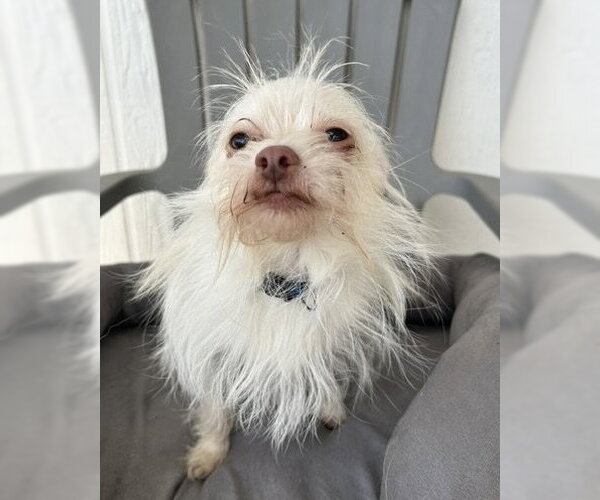Medium Photo #1 Mutt Puppy For Sale in Corona, CA, USA