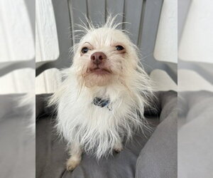 Mutt Dogs for adoption in Corona, CA, USA