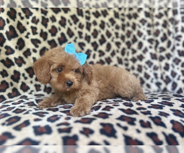 Medium Photo #10 Cock-A-Poo Puppy For Sale in LAKELAND, FL, USA