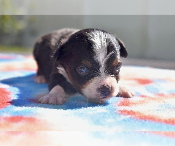 Medium Photo #2 Miniature Australian Shepherd Puppy For Sale in PALM COAST, FL, USA