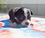 Dilly - Male Miniature Australian Shepherd Puppy for Sale - Photo #2