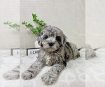 Small #6 Cavapoo (Miniature)