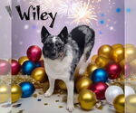Small #1 Australian Shepherd Mix