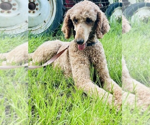 Poodle (Standard) Puppy for sale in CROCKETT, TX, USA